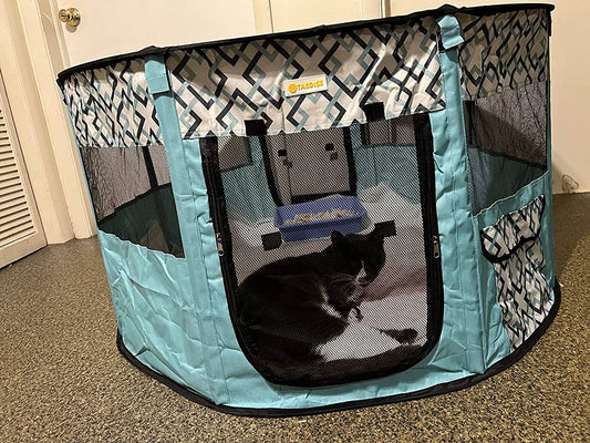 Front-view-of-Injured-Cat-in-Tasdise-Playpen