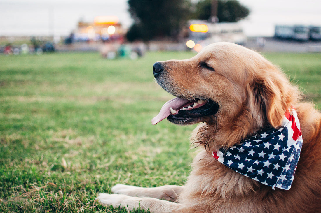 9 Interesting Ways to Celebrate Labor Day Weekend with Your Dog