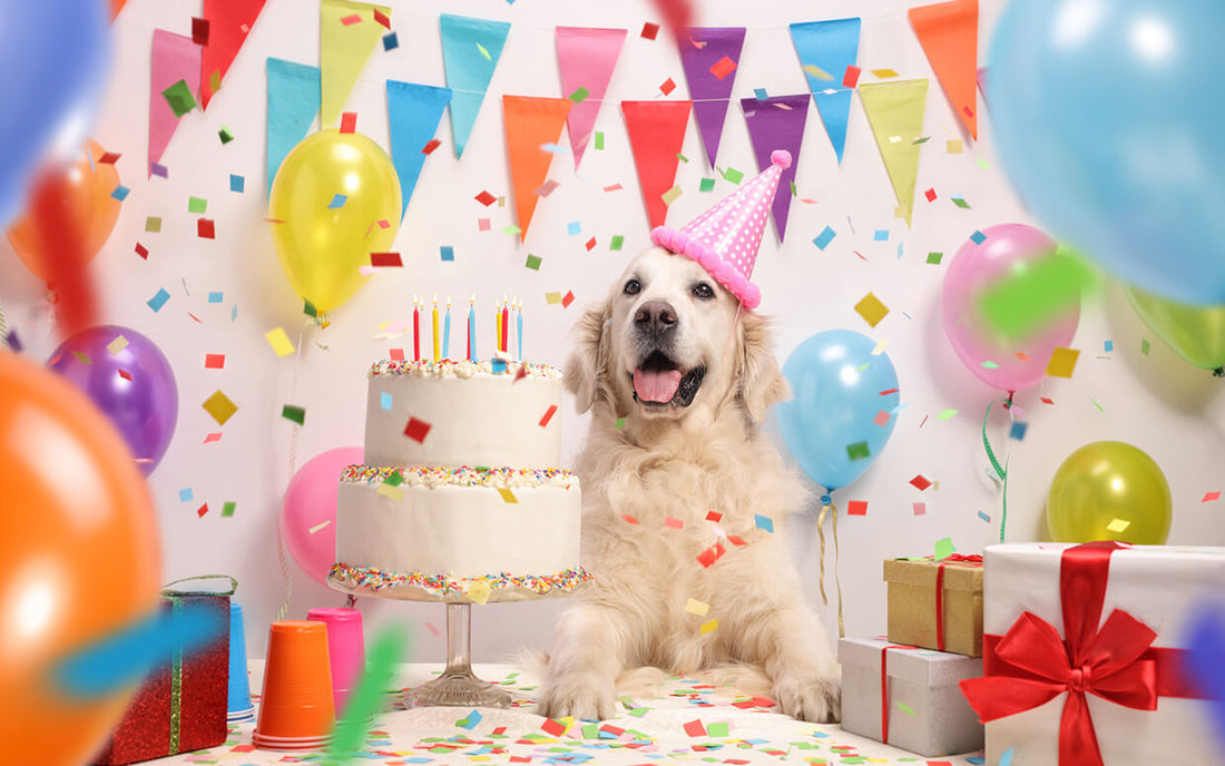 dog-birthday-party