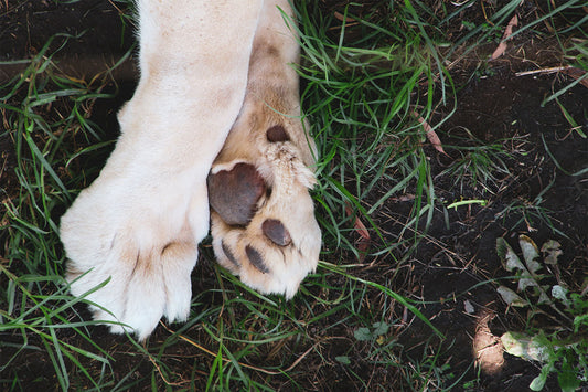 How to safely trim your dog’s nails at home