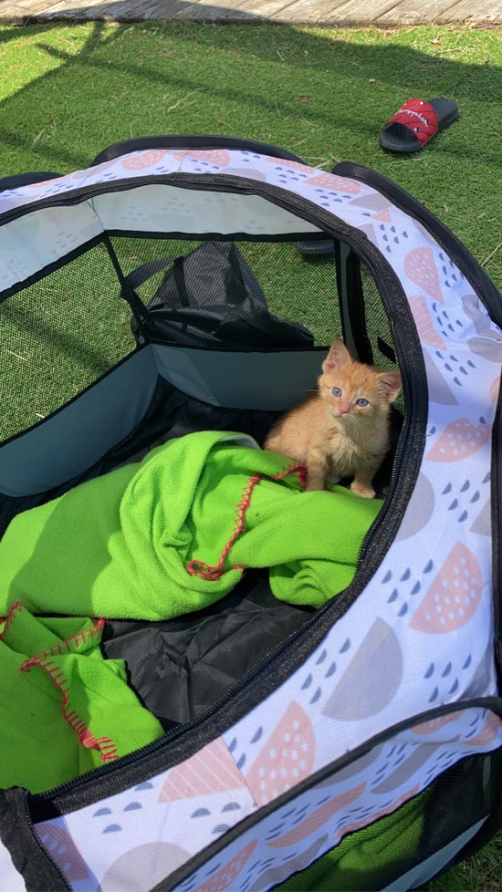 pop-up-pet-playpen-with-golden-cat